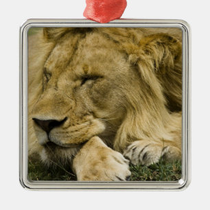 Ornamento De Metal Leão-africano, Panthera leo, deitado dormindo