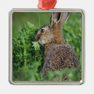 Ornamento De Metal Lebre-marrom, Lepus europaeus, jovem comendo,