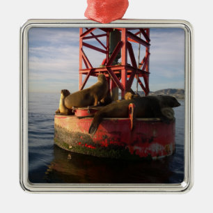 Ornamento De Metal Leões do Mar que se Relaxam em uma Buoy no Ponto