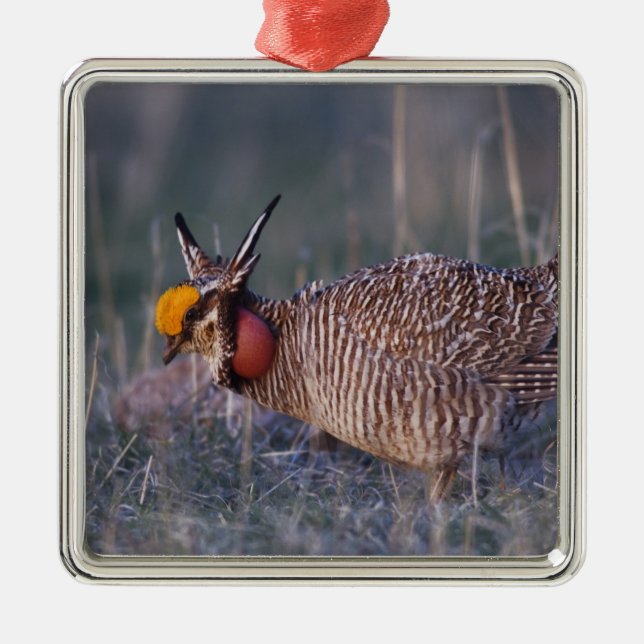 Ornamento De Metal Lesser Prairie-Chicken, Tympanuchus (Frente)