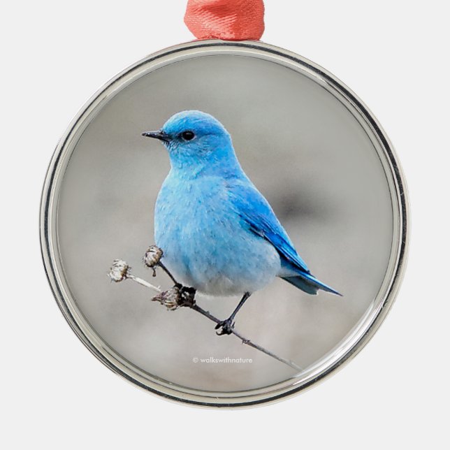 Ornamento De Metal Linda Montanha Bluebird Songbird na Praia (Frente)
