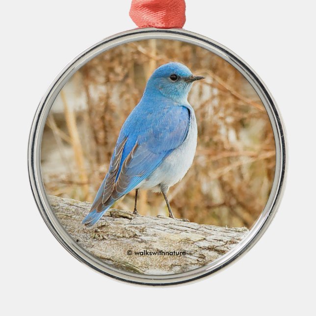 Ornamento De Metal Linda Montanha Bluebird Songbird no Log (Frente)