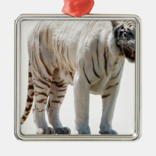 Ornamento De Metal Listras de gato tigre personalizam aniversários de