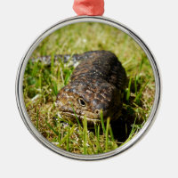 Lizard De Língua Azul A Cair Na Grama,