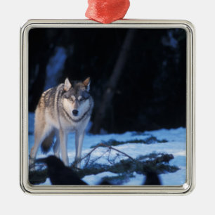 Ornamento De Metal lobo cinzento, Canis lupus, nos contrafortes