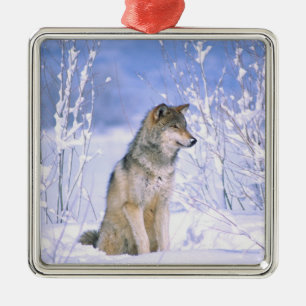 Ornamento De Metal Lobo cinzento sentado na neve, Canis lupus,