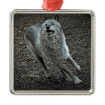 Lobo das Montanhas Rochosas