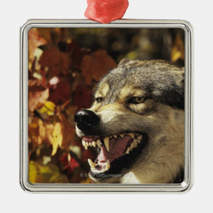 Ornamento De Metal Lobo (lúpus de Canis) que snarling, headshot, com