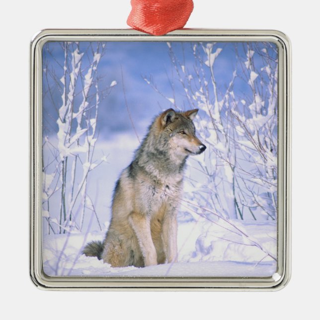 Ornamento De Metal Lobo-Madeira sentado na neve, Canis lupus, (Frente)