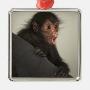 Ornamento De Metal Macaco-aranha-de-cara-vermelha Ateles paniscus)