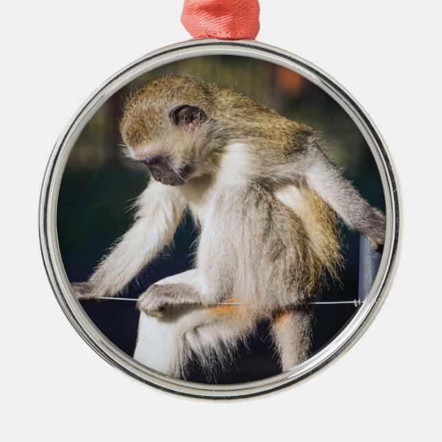 Ornamento De Metal Macaco bobo (Frente)
