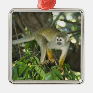 Ornamento De Metal Macaco-de-cheiro-comum, (Saimiri sciureus), Rio