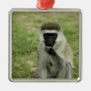 Ornamento De Metal Macaco de Vervet que come, África