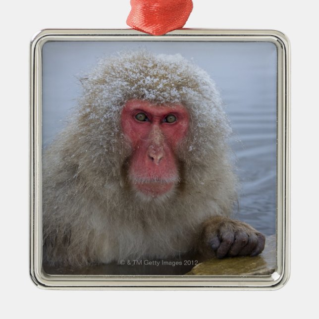 Ornamento De Metal Macaco japonês da neve no hotspring (Frente)