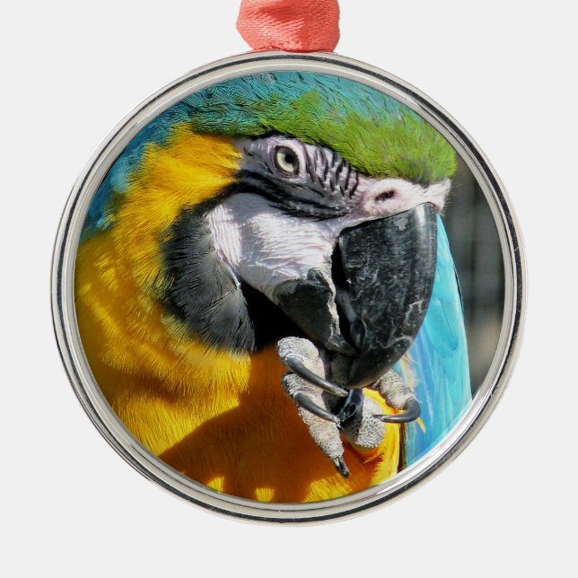 ORNAMENTO DE METAL MACAWS (Frente)