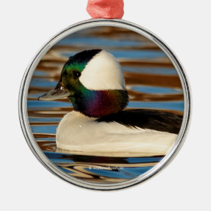 Ornamento De Metal Macho Bufflehead no Sol da Tarde