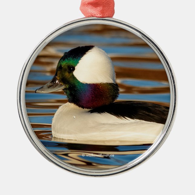 Ornamento De Metal Macho Bufflehead no Sol da Tarde (Frente)