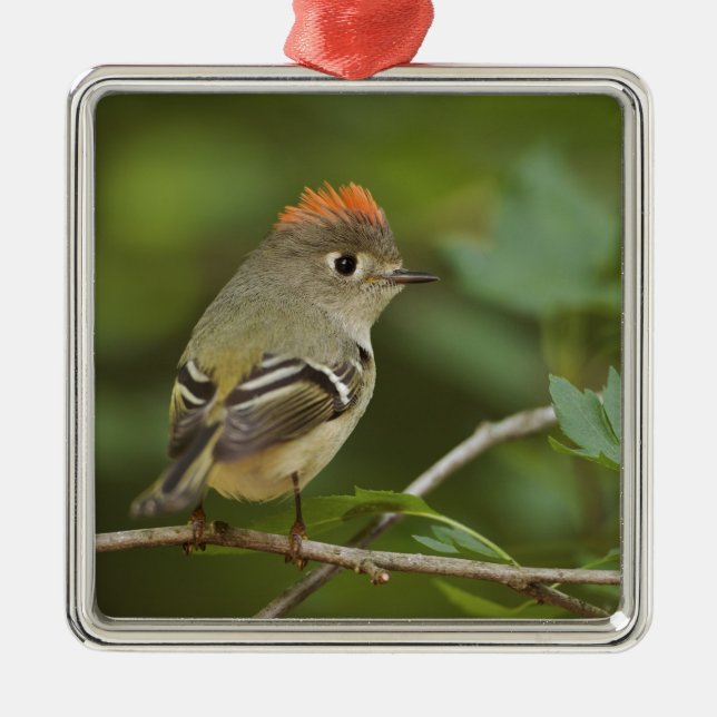 Ornamento De Metal Male Ruby-coroado Kinglet, Regulus Calendula (Frente)