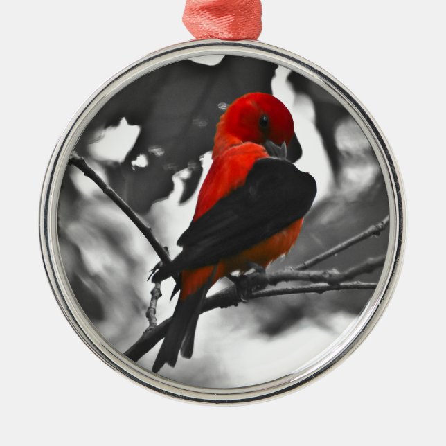 Ornamento De Metal Male Scarlet Tanager (Frente)