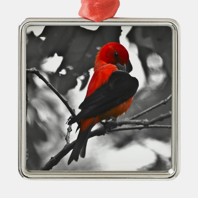 Ornamento De Metal Male Scarlet Tanager (Frente)