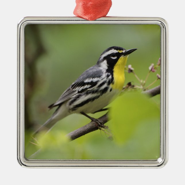 Ornamento De Metal Male Yellow-throated Warbler, Dendroica (Frente)