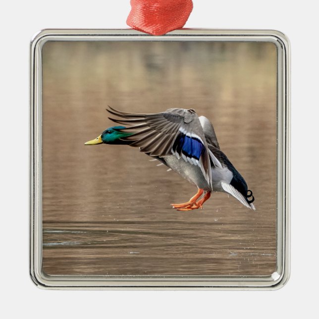 Ornamento De Metal Mallard Duck em voo (Frente)