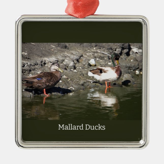 Ornamento De Metal Mallard Ducks Ornament (Frente)