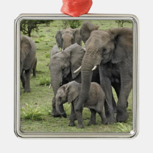 Ornamento De Metal manada de elefantes africanos, Loxodonta africana,