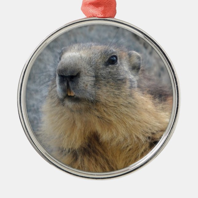 Ornamento De Metal Marmot alpino de close-up (Frente)