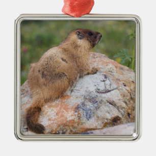 Ornamento De Metal Marmota-de-barriga-amarela, Marmota flaviventris,