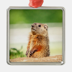 Ornamento De Metal Marmota Jovem