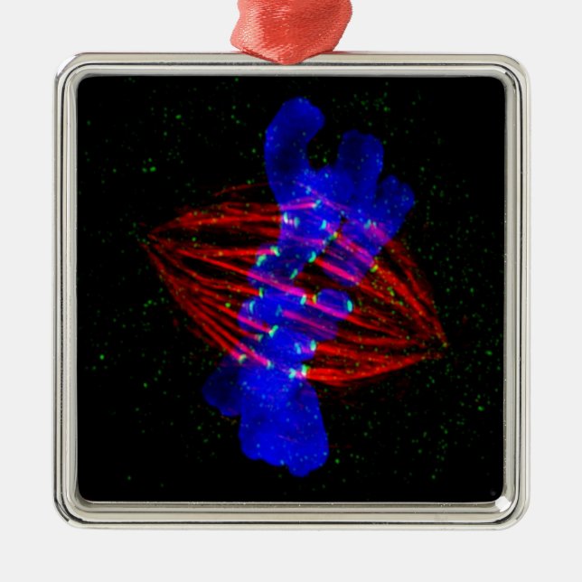 Ornamento De Metal Metafase de Mitotic (Frente)