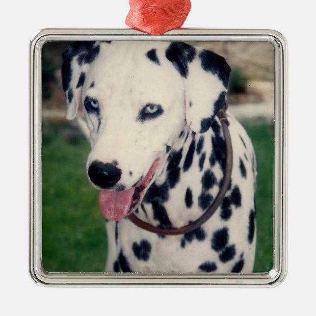 Ornamento De Metal Meu Amigo Pet Carrega Sua Própria Foto Personaliza (Frente)