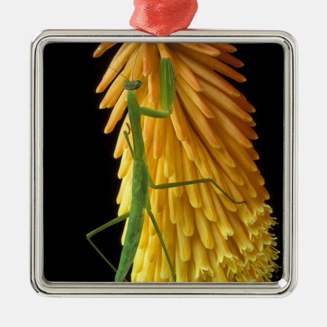 Ornamento De Metal Michigan, Rochester Colinas. Rezando Mantis em Ver (Frente)