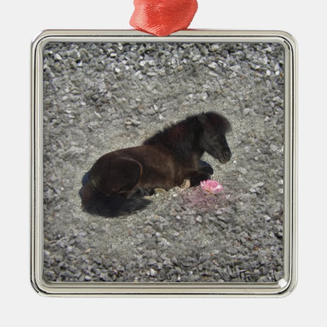 Ornamento De Metal minihorse animal shetty do pônei dos cavalos (Frente)