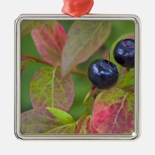 Ornamento De Metal Mirtilos maduros no Flathead National (Frente)