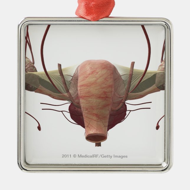 Ornamento De Metal modelo 3d do sistema reprodutivo fêmea (Frente)