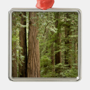 Ornamento De Metal Monumento Nacional Muir Woods, Norte