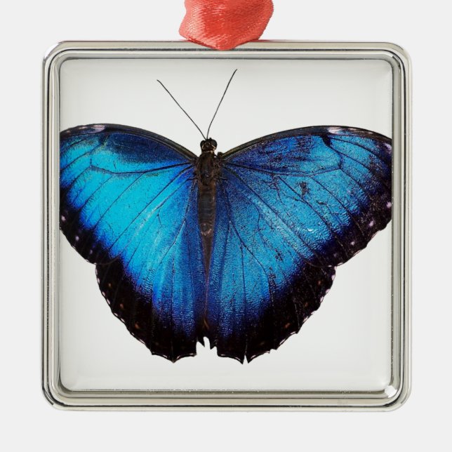 Ornamento De Metal Morpho azul Butterflie (Frente)