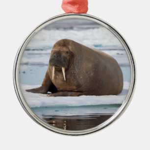 Ornamento De Metal Morsa descansando no gelo, Noruega