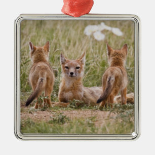 Ornamento De Metal Mulher do Swift Fox (Vulpes velox) com tenra idade