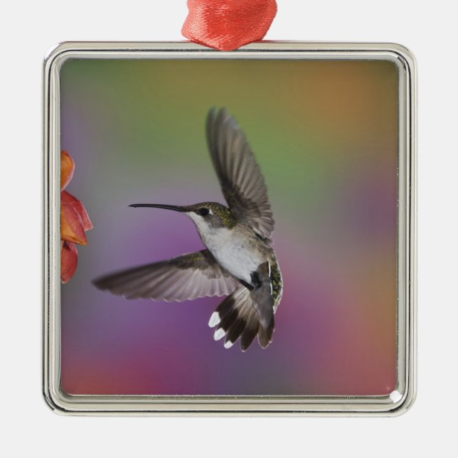 Ornamento De Metal Mulher Ruby Throated Hummingbird em voo (Frente)