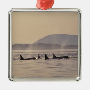 Ornamento De Metal N.A., EUA, Washington, Ilhas San Juan Orca