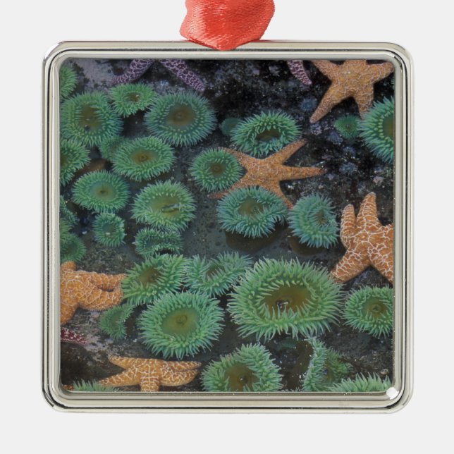 Ornamento De Metal N.A., EUA, Washington, Parque Nacional da Olimpiad (Frente)