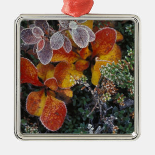 Ornamento De Metal NA, EUA, Alasca. Parque Nacional Denali. Bearberry