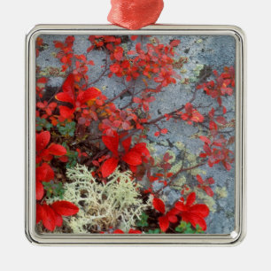 Ornamento De Metal NA, EUA, Alaska, Denali NP, Bear berry e