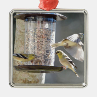 Ornamento De Metal Natureza americana do Goldfinch do pássaro