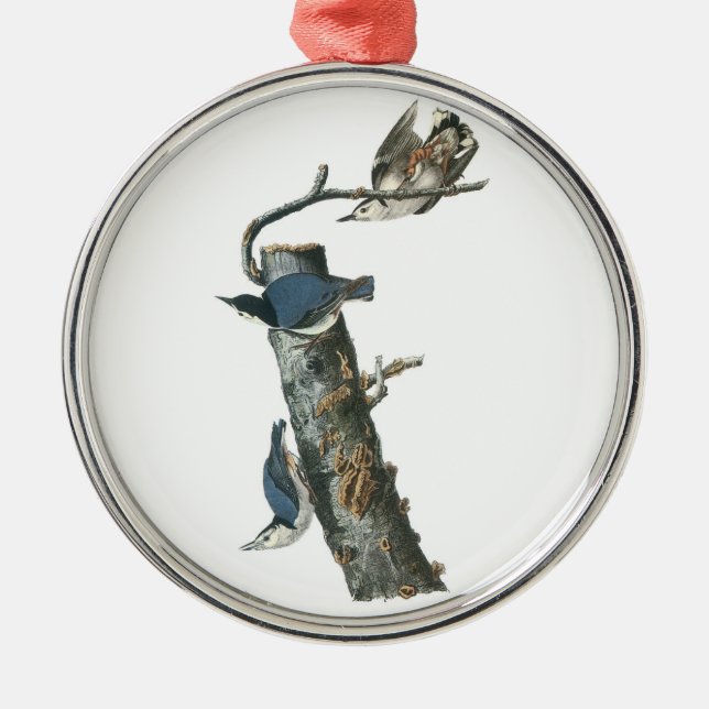 Ornamento De Metal Nuthatch de peito branco por Audubon (Frente)