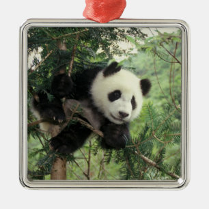 Ornamento De Metal O filhote de Panda gigante treina numa árvore, Wol