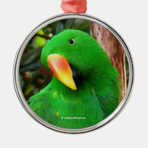 Ornamento De Metal O Orador Verde Eclectus Parrot